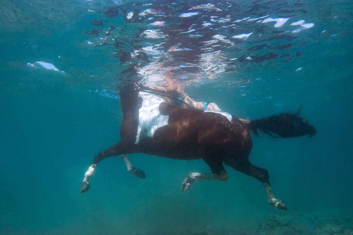 Underwater image of a horse swimming, horse riding tour in Ližnjan, Medulin
