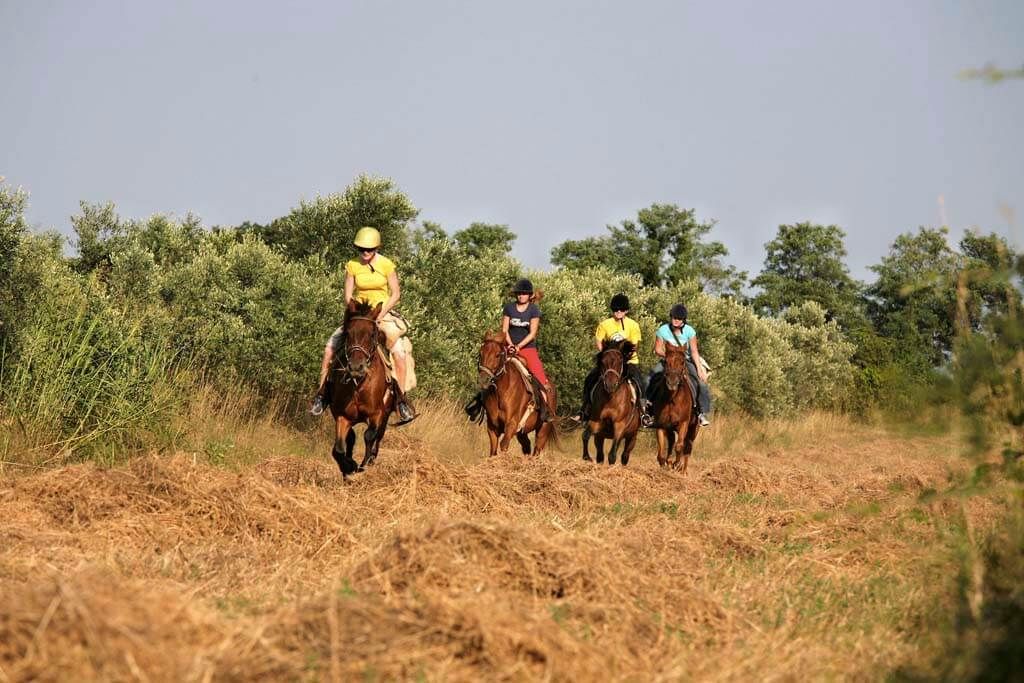 Galloping through a field on a summer day