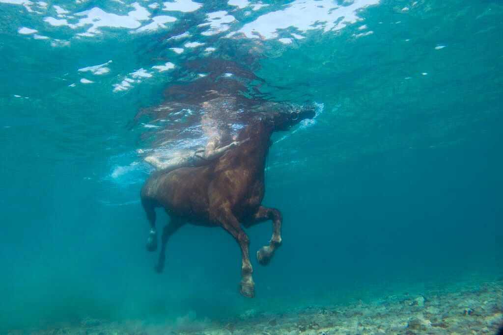 Underwater image of a horse swimming with a rider on its back, Ližnjan, Medulin